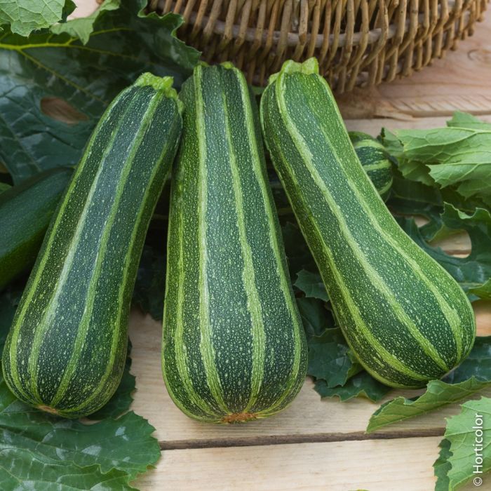 Courgette non coureuse d italie ho pl151331