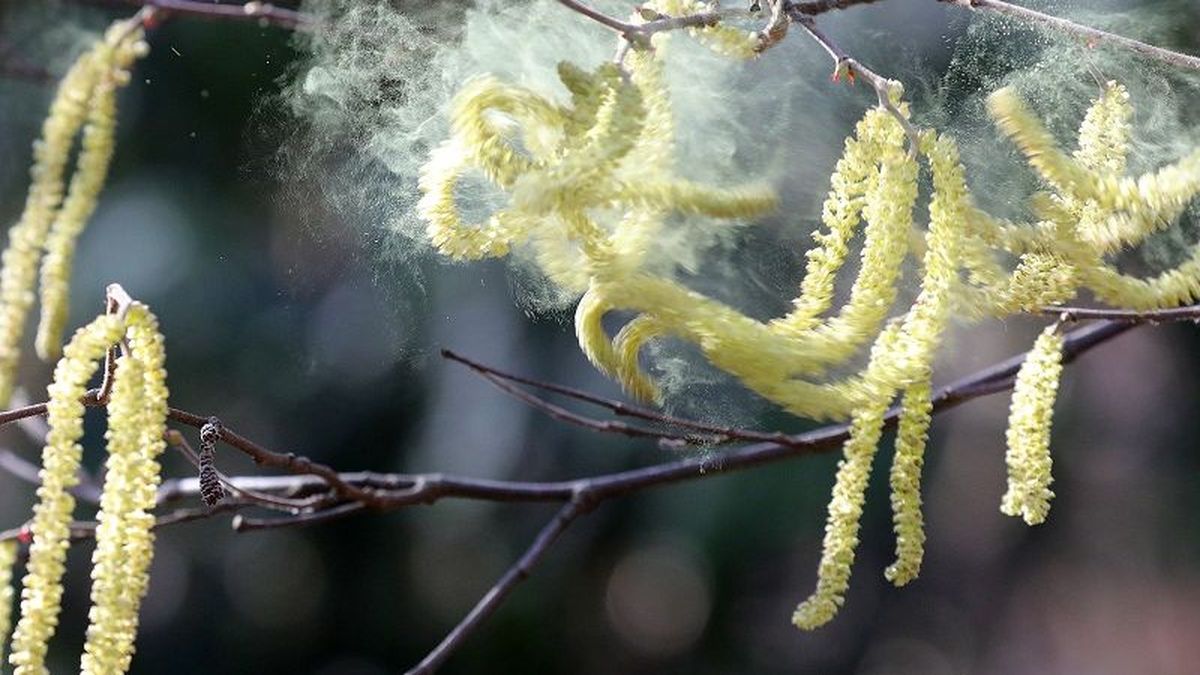 5edf778ba02b7 pollen noisetier-4108244