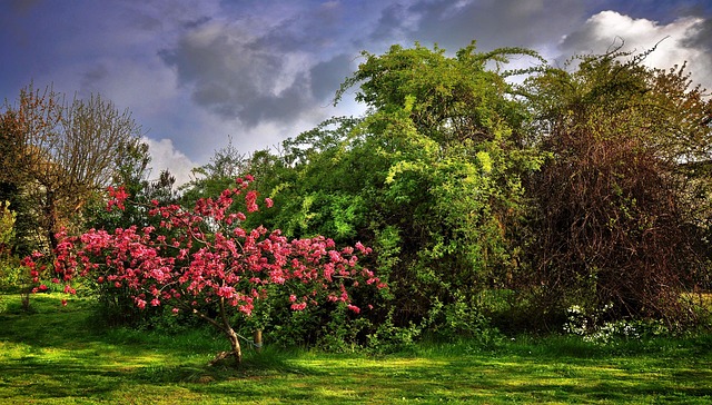 Paradise-apple-tree-2288069 640