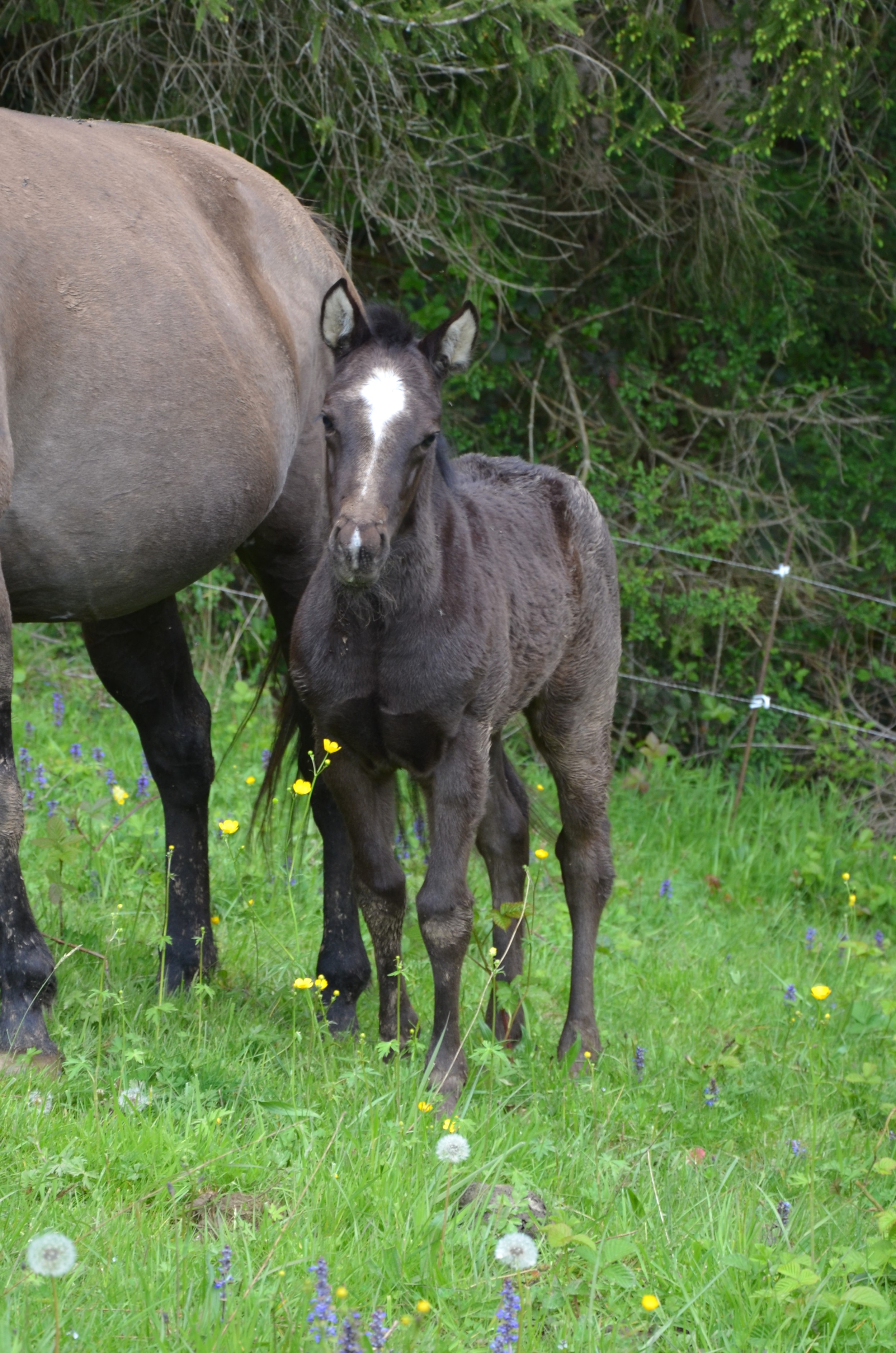 OZALEE WOOD JACK AQHA NFQHA 92% cattle work ranch fondation