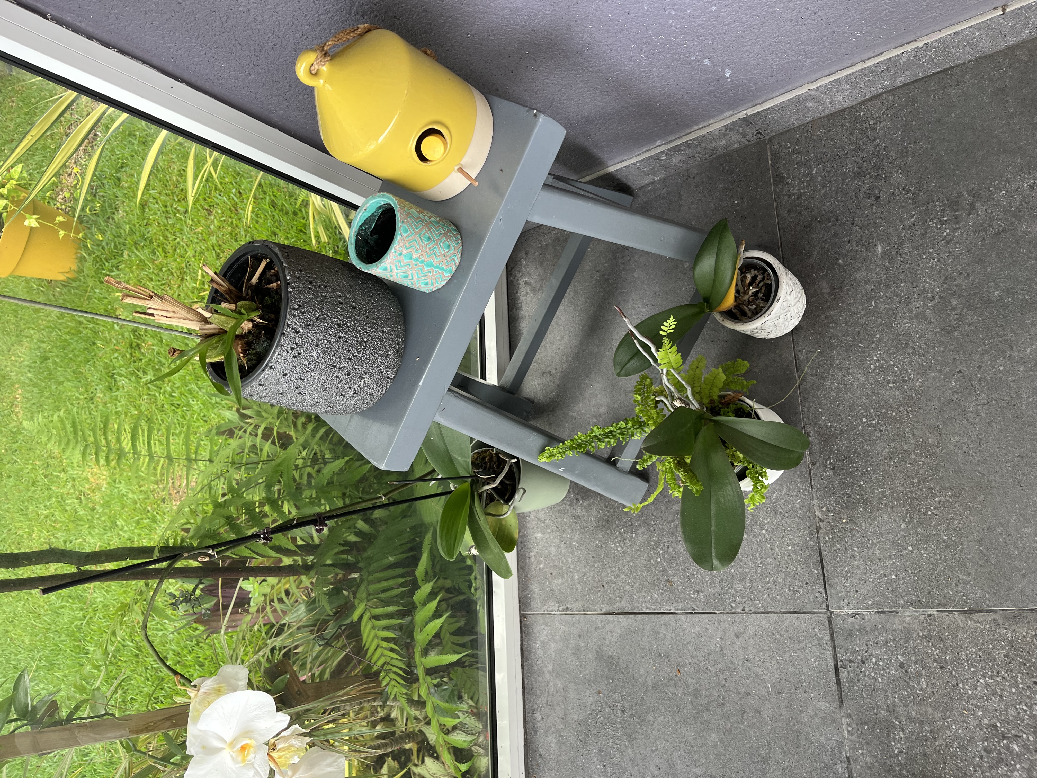 Plante 3