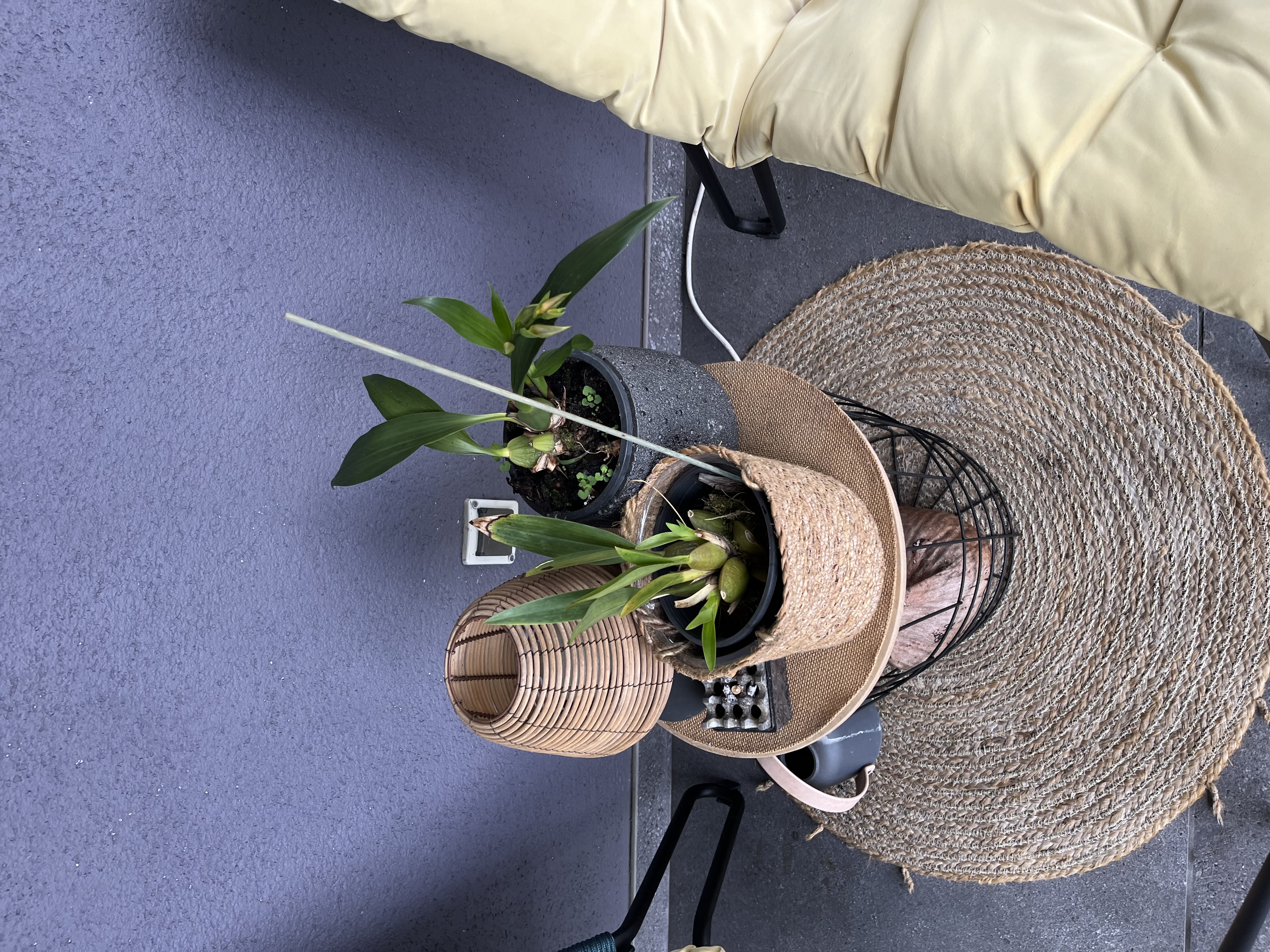 Plante 2