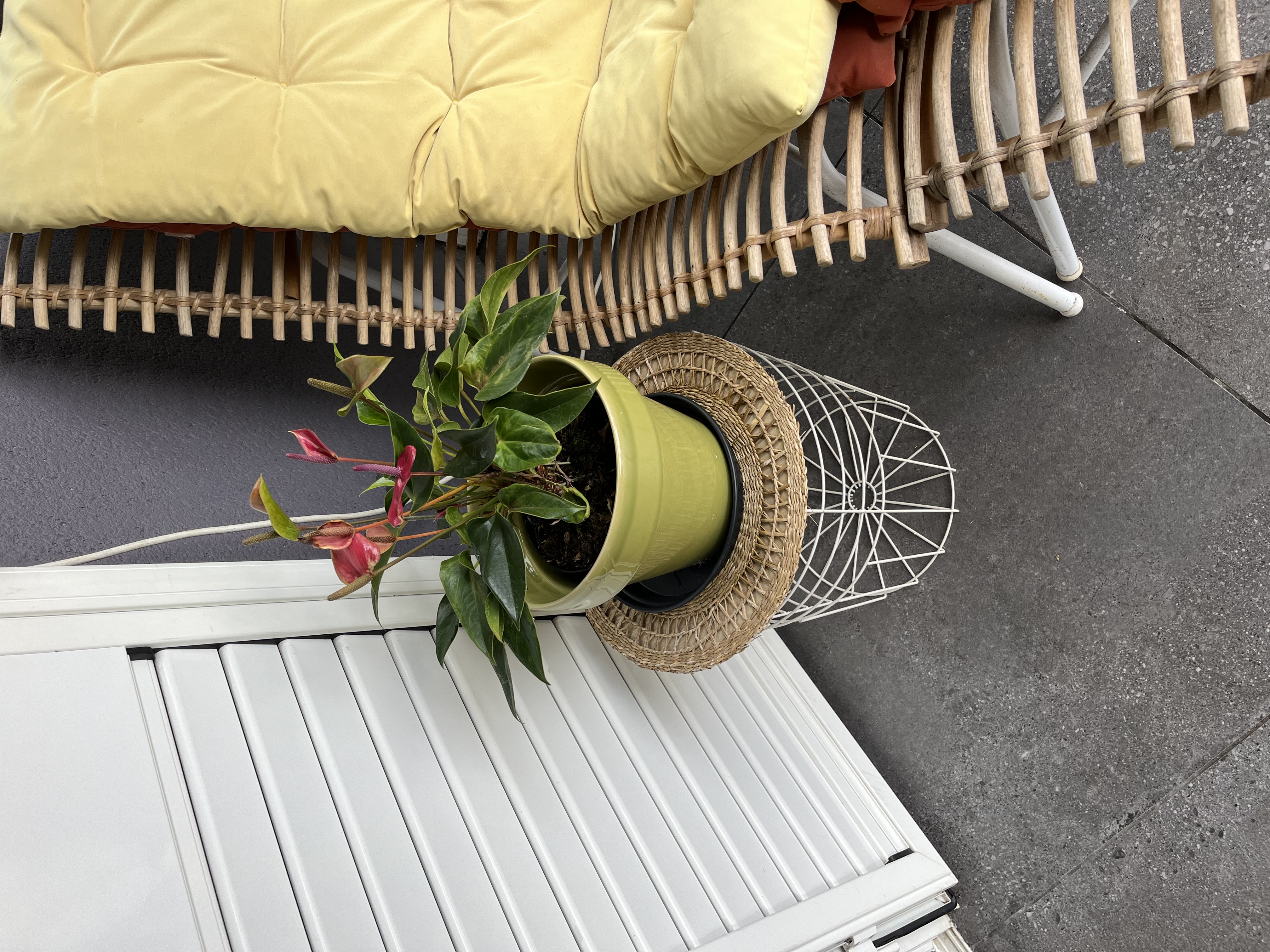 Plante 1