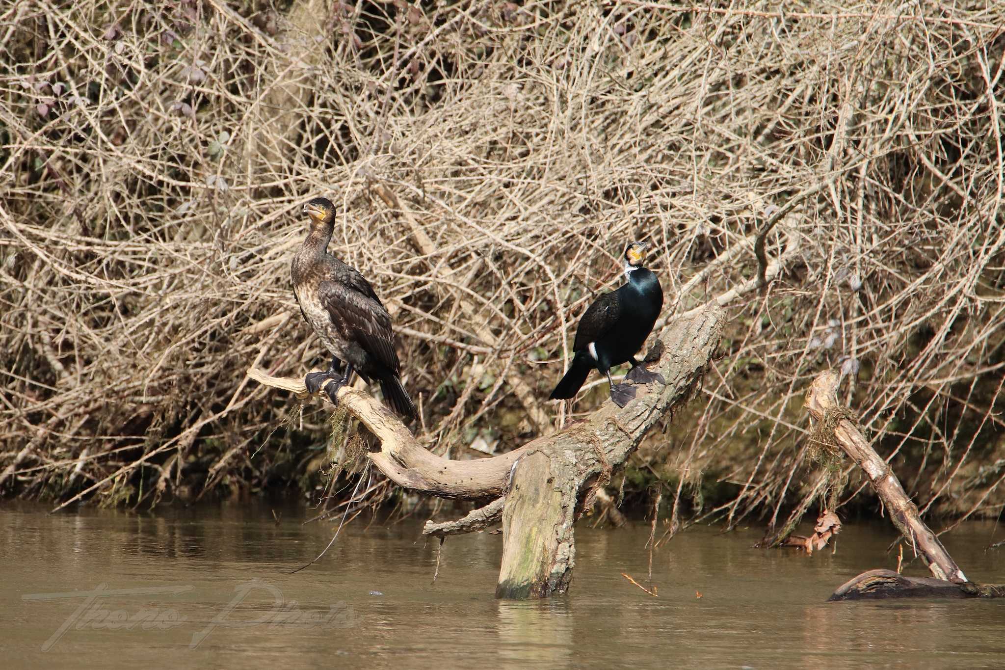 Grand-cormoran-Chenonceaux-2021-02-21-2F