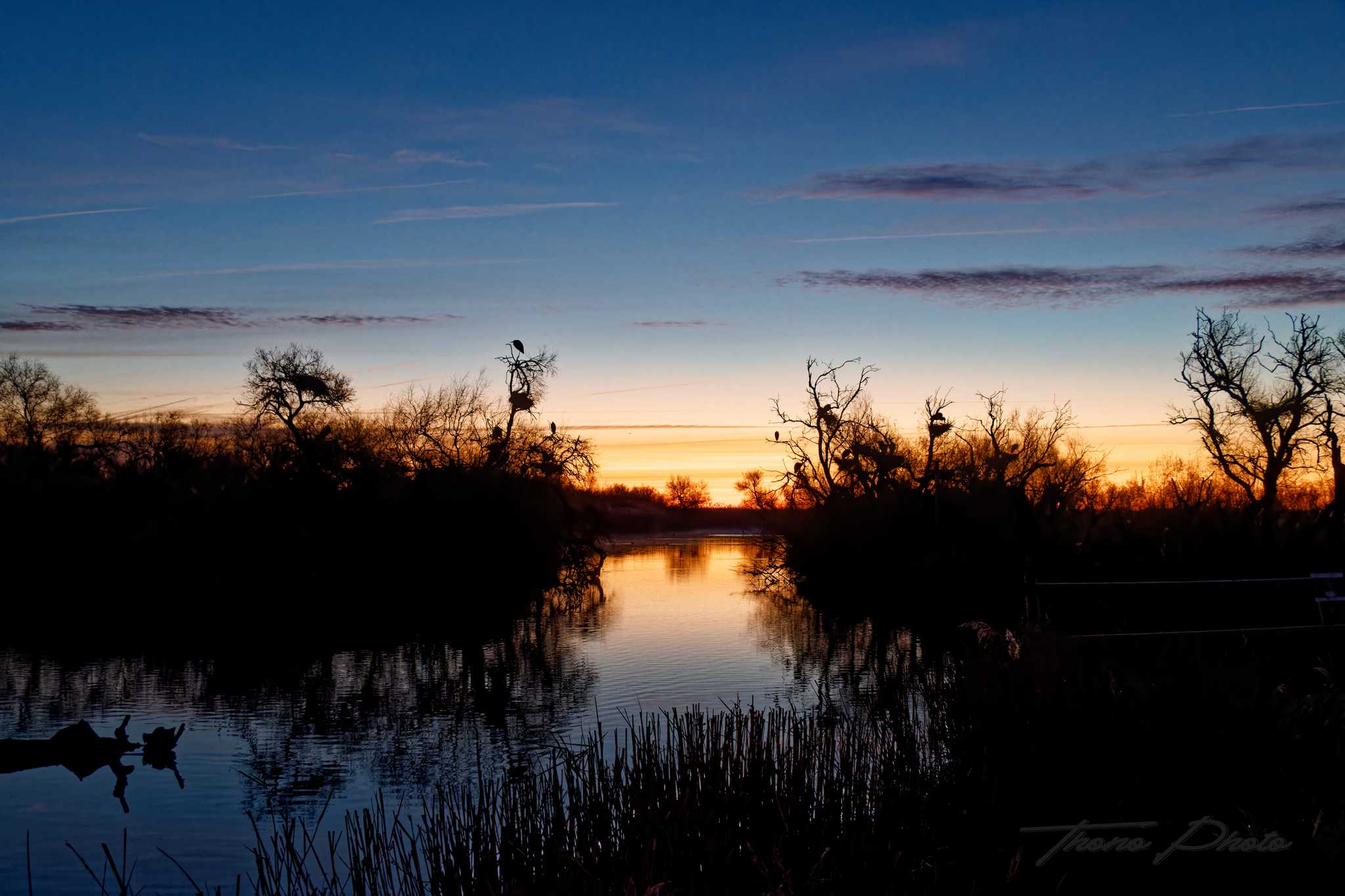 Heronniere pont de gau 2025 01 24 2036f