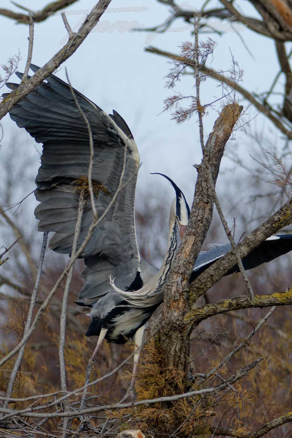 Heron cendre pont de gau 2025 01 01632f