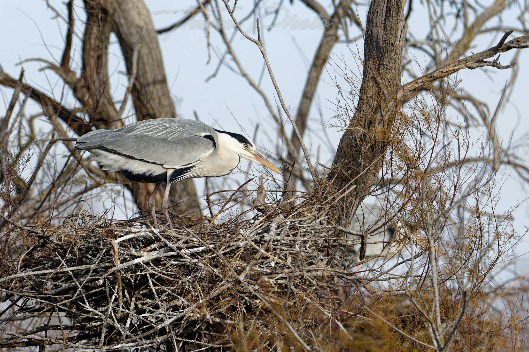 Heron cendre pont de gau 2025 01 01628f