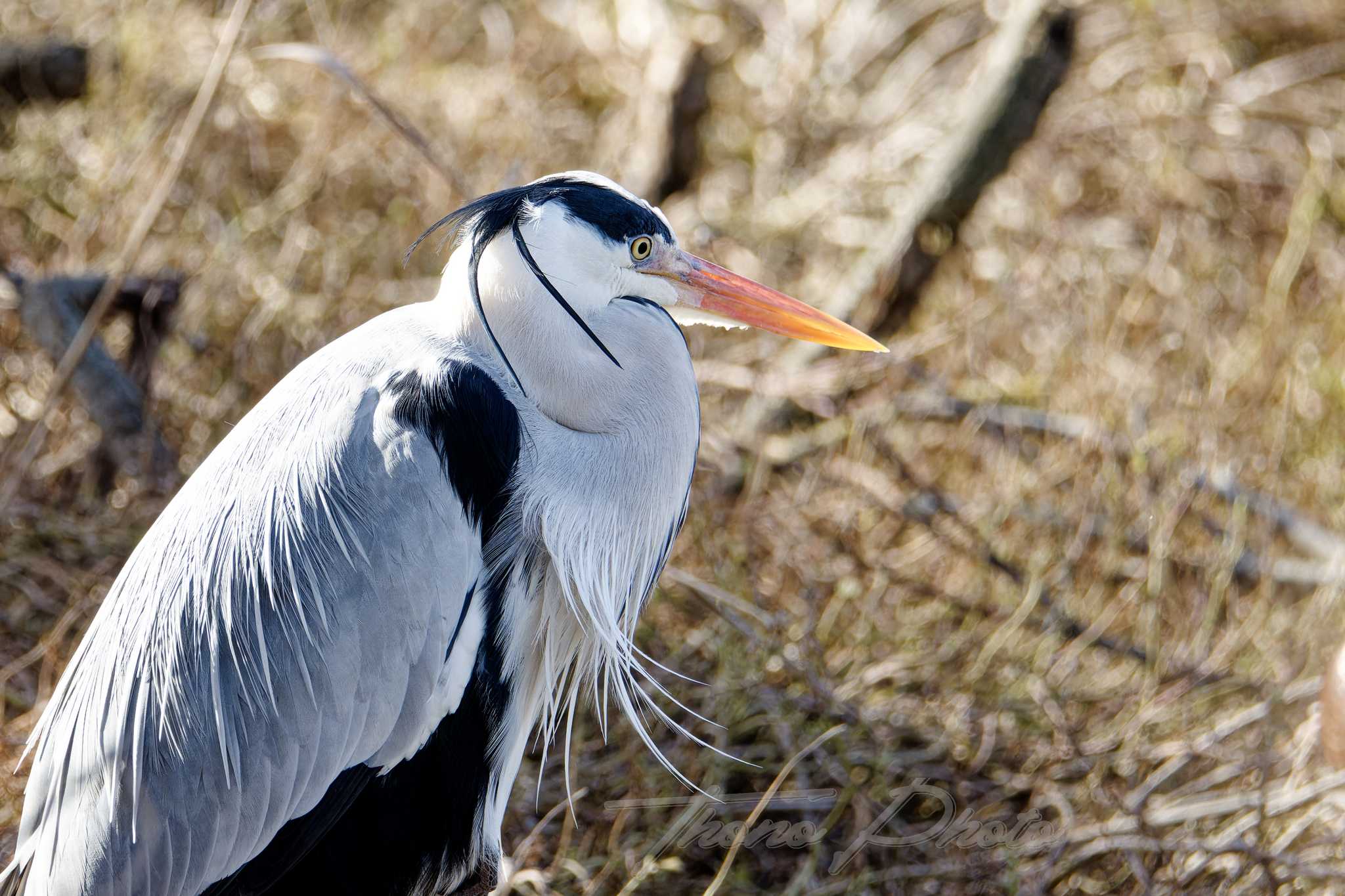 Heron cendre pont de gau 2025 01 01379f
