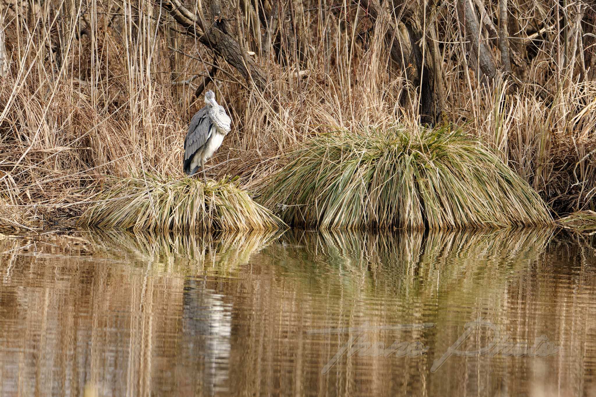 Heron cendre fontenay le viconte 2025 02 19 3768f