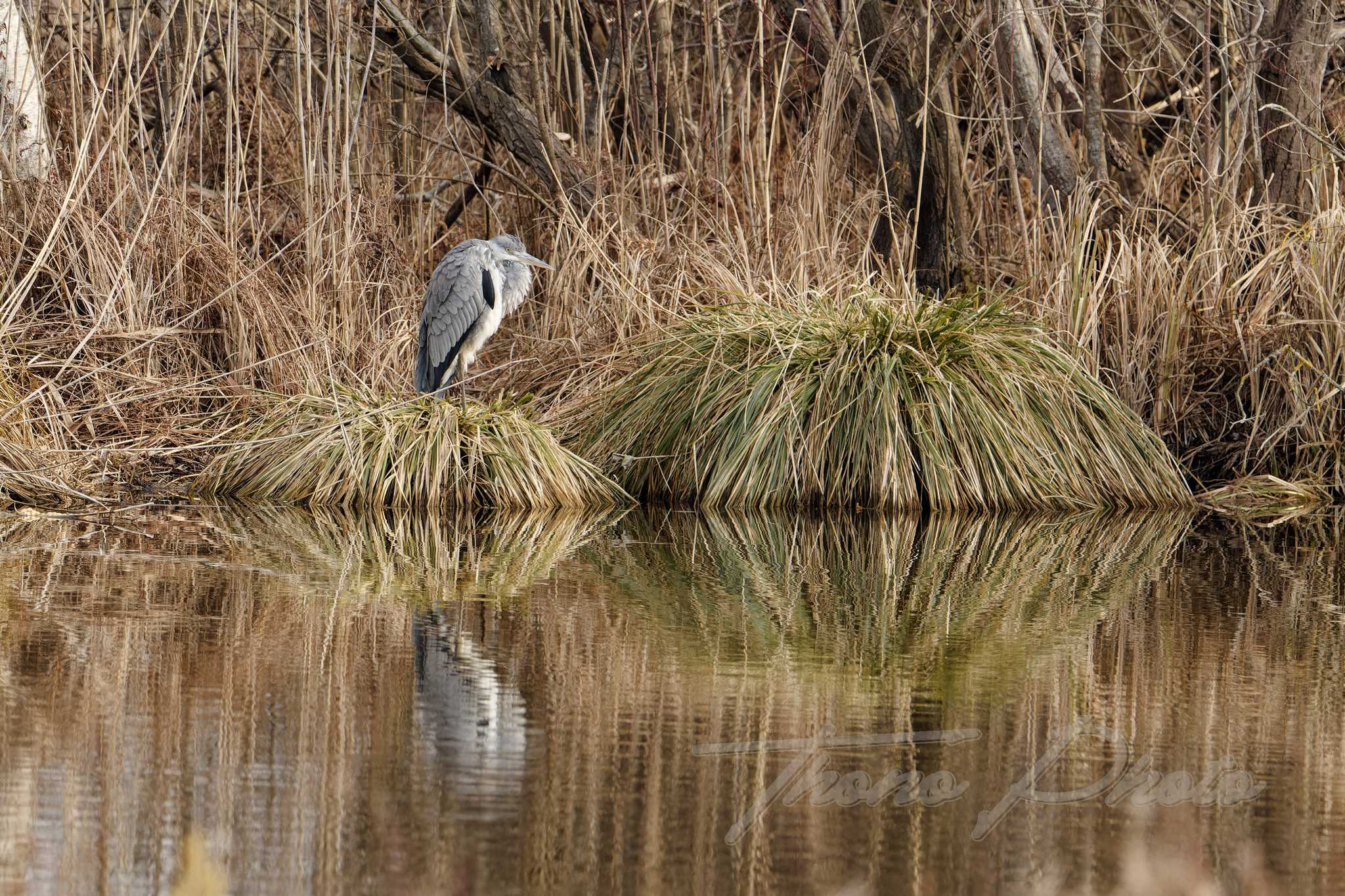 Heron cendre fontenay le viconte 2025 02 19 3716f