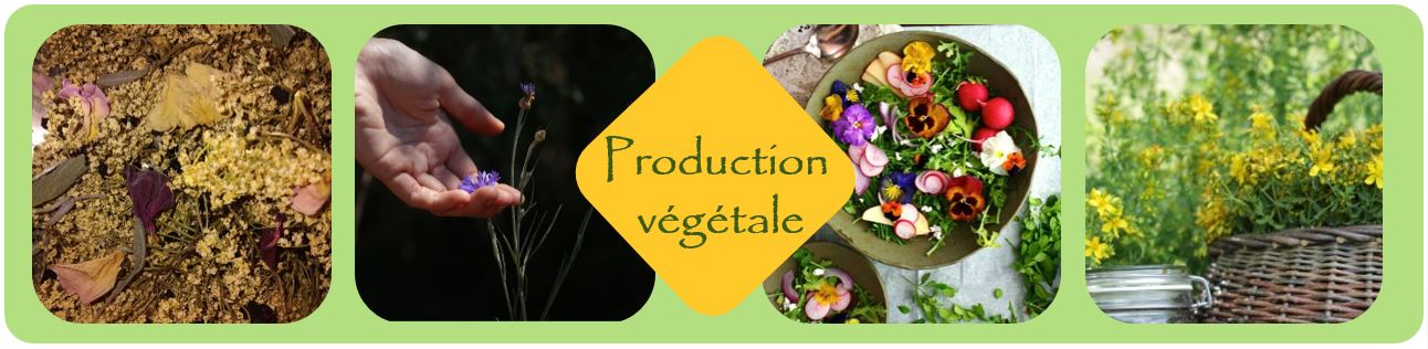 Production-vegetale