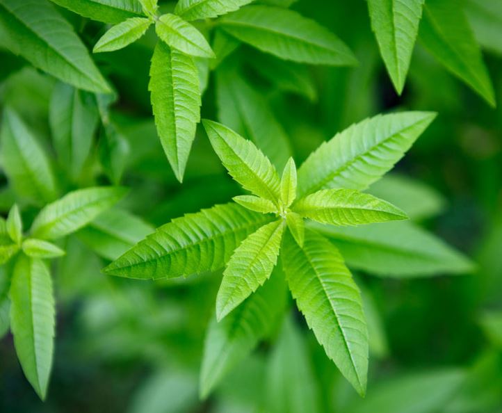 Verveine