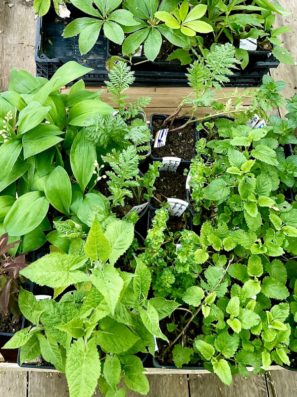 Bourse-aux-plantes-2024