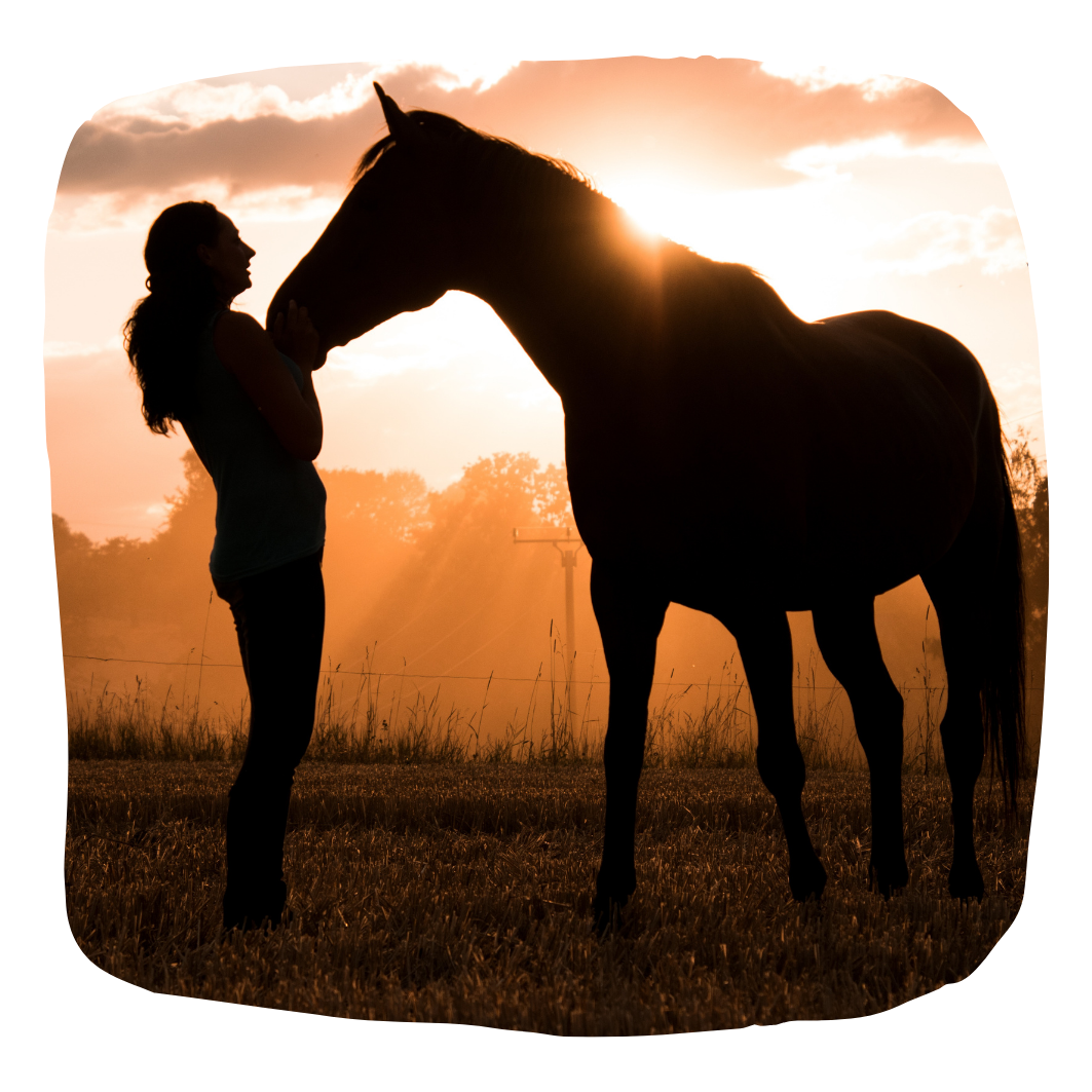 accompagnement pour les animaux à Mont de Marsan- communication animale, kinesio pranagenealogie