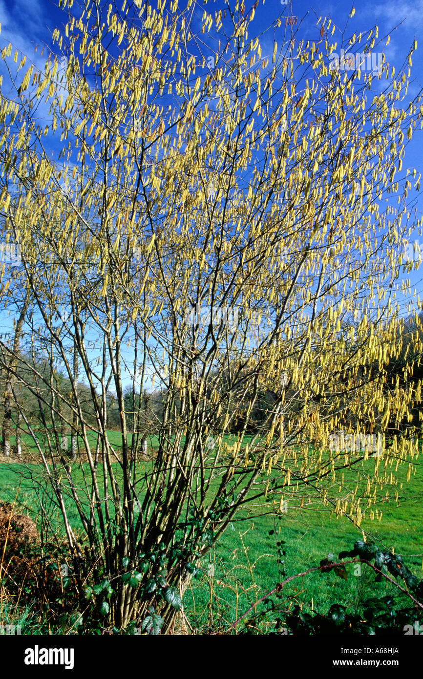Le-noisetier-commun-corylus-avellana-floraison-au-printemps-les-chatons-abondantes-sont-les-fleurs-males-a68hja