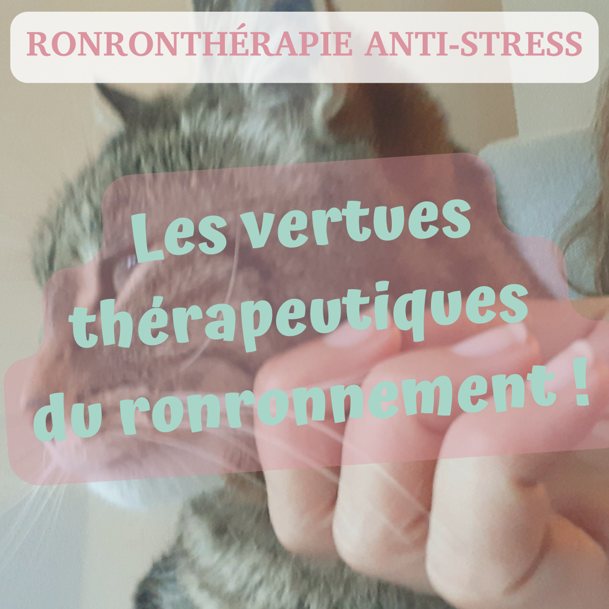Le Pouvoir Magique du Ronronnement 