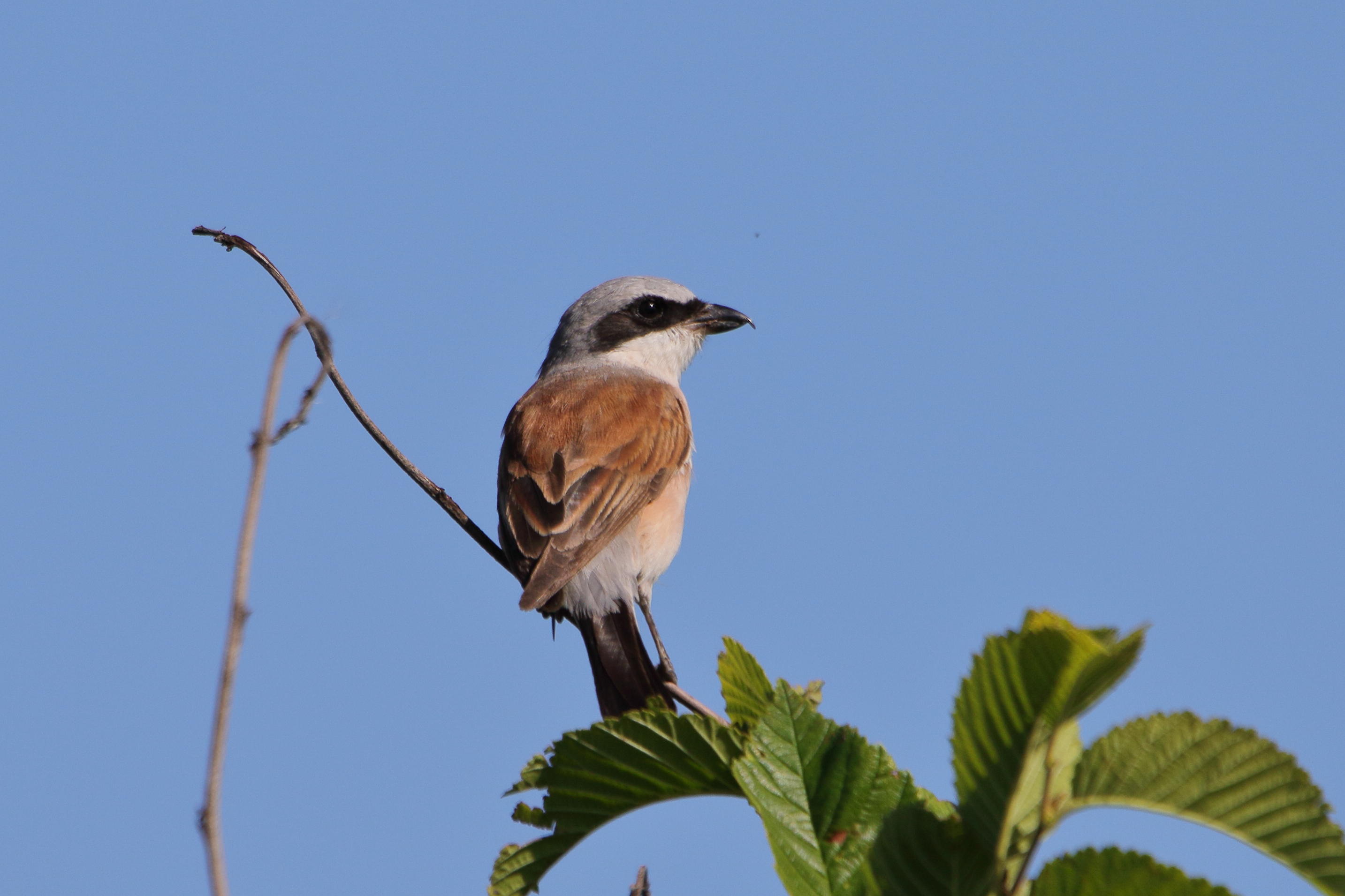 2019 08 14 lac costaros 316 