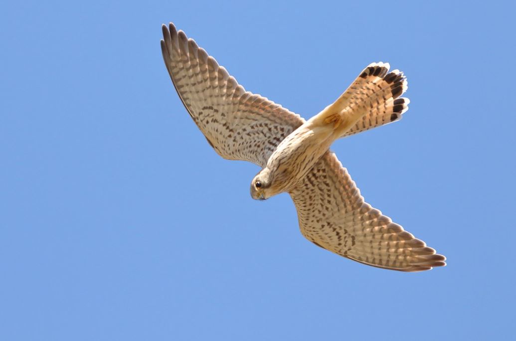 Oiseaux