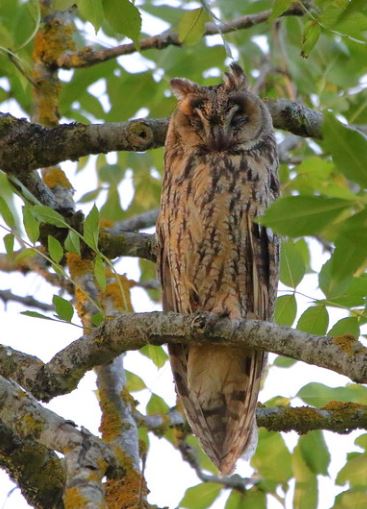 Hibou