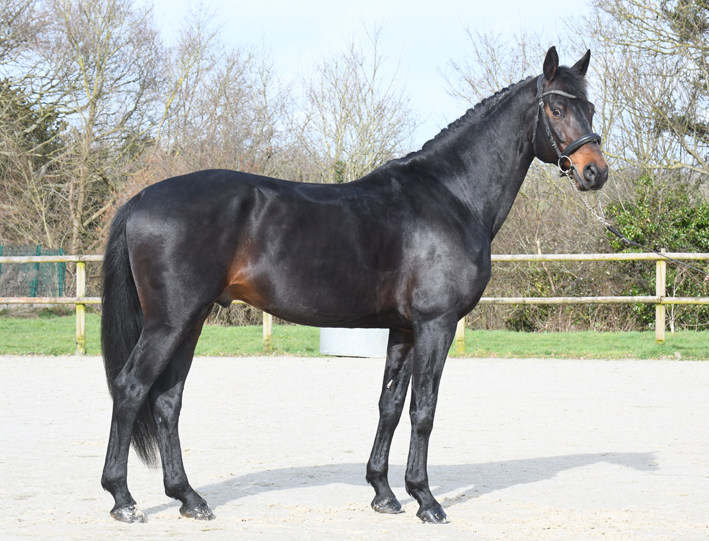 Tanan des chouans 1 