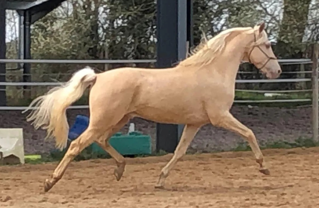 Amiro2