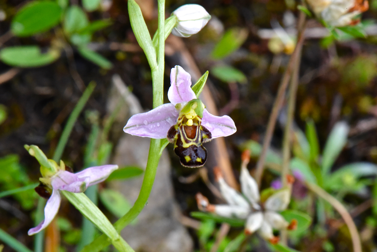 Ophrys-apifera-LPP-09062024-1-