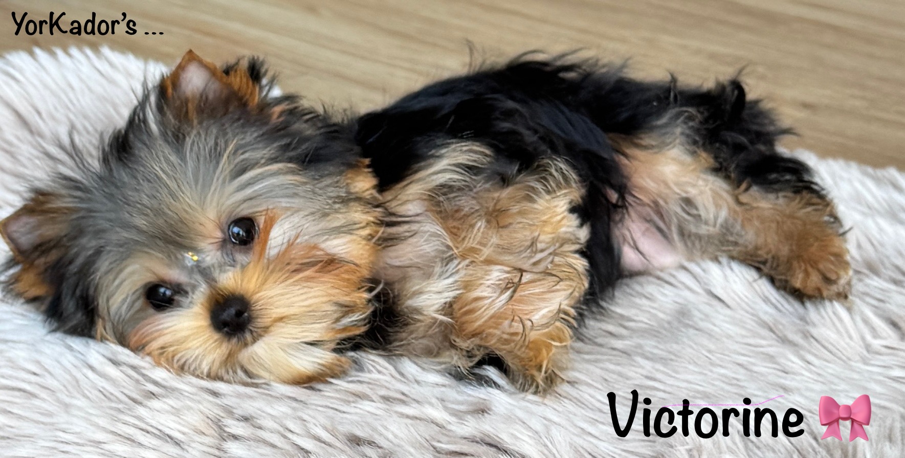 Victorine-dodo
