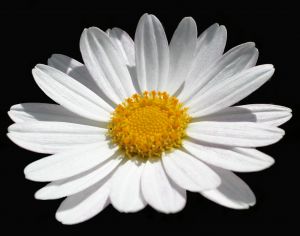 Marguerite