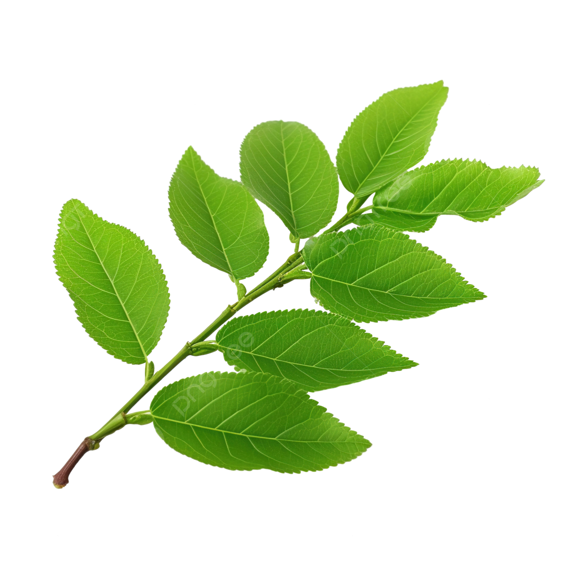 Pngtree-herbal-green-henna-branch-or-leaves-isolated-background-png-image 13001798