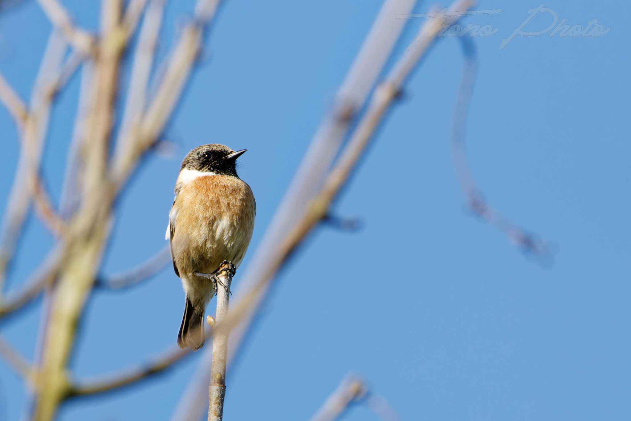 Tarier-patre-Echarcon-2025-03-05-3910F