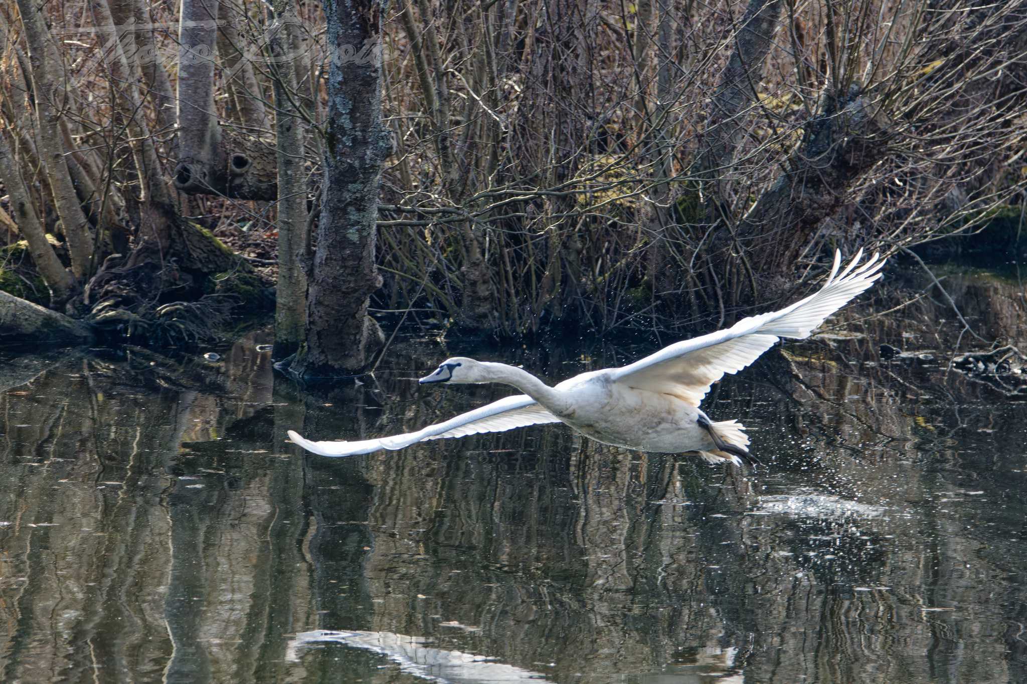 Cygne tubercule vert le petit 2025 03 05 3955f