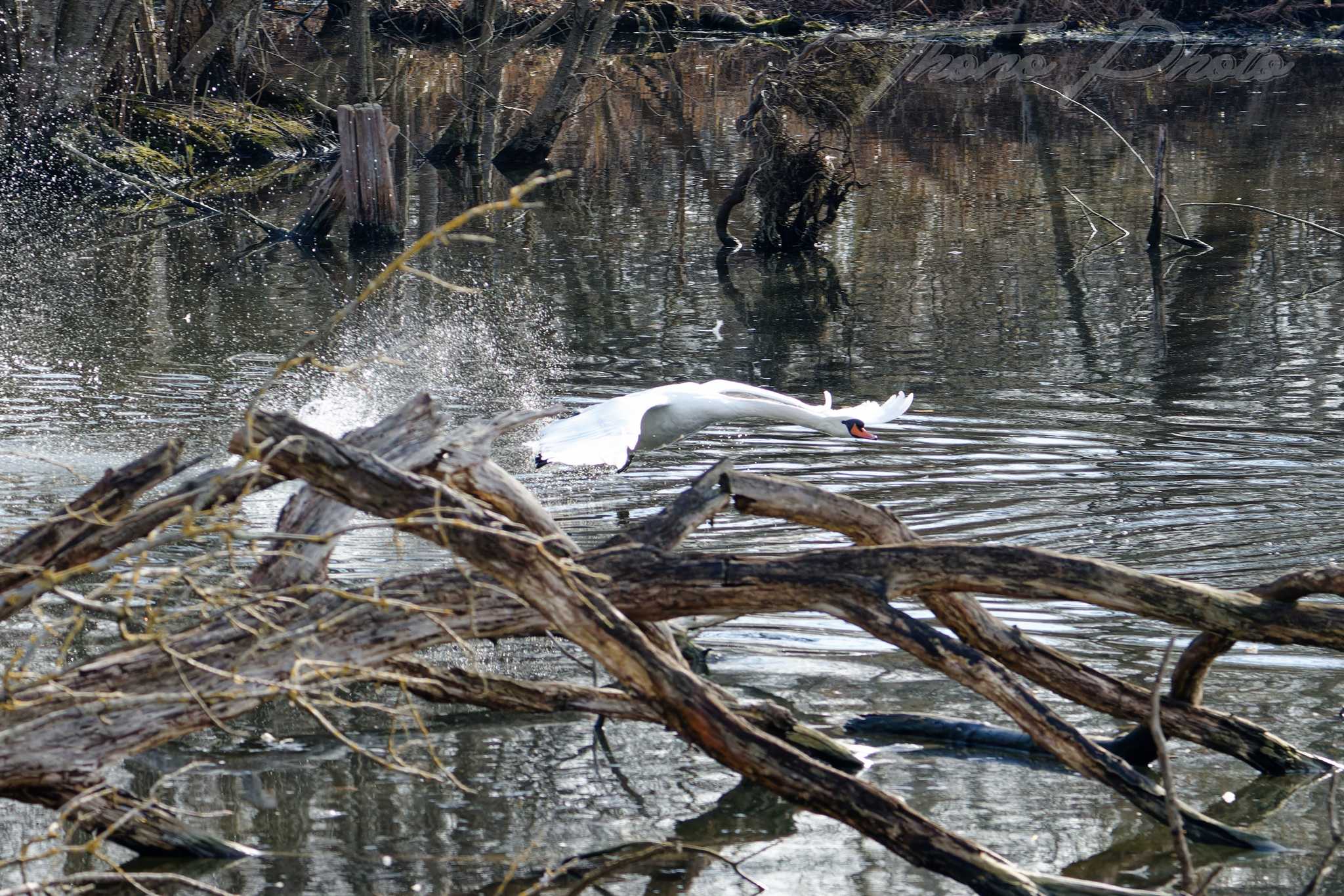 Cygne tubercule vert le petit 2025 03 05 3933f