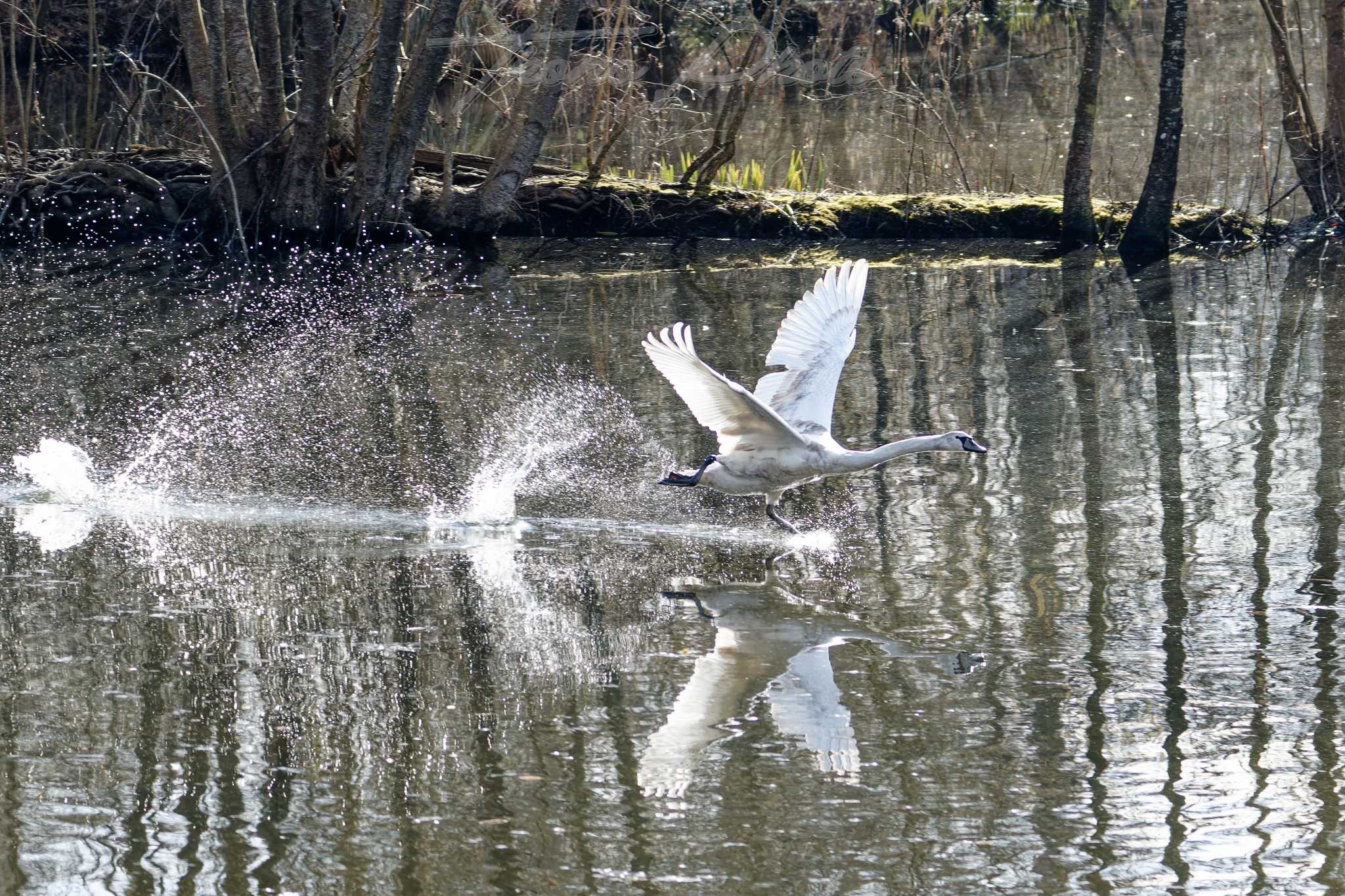 Cygne tubercule vert le petit 2025 03 05 3923f
