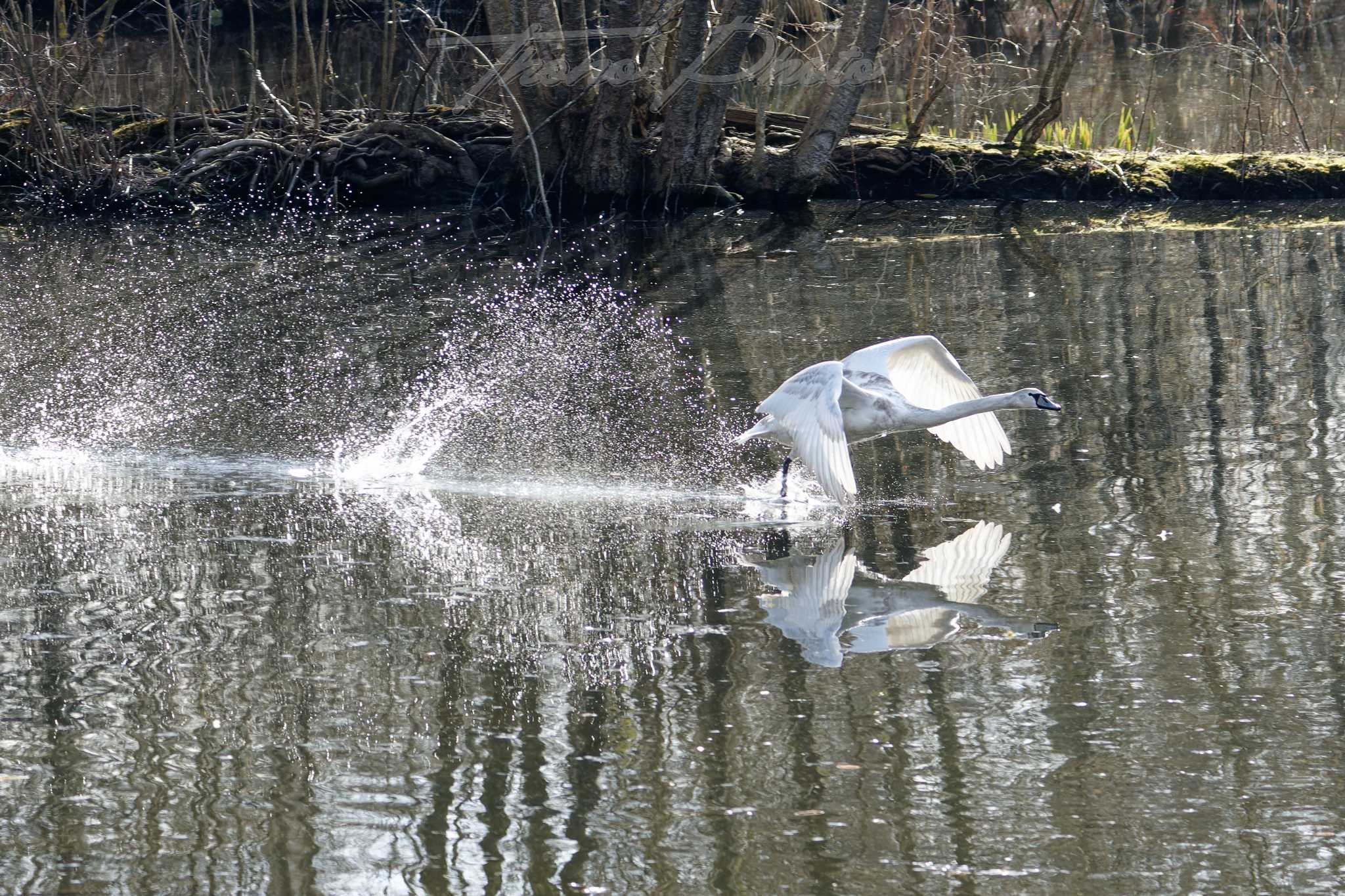 Cygne tubercule vert le petit 2025 03 05 3922f
