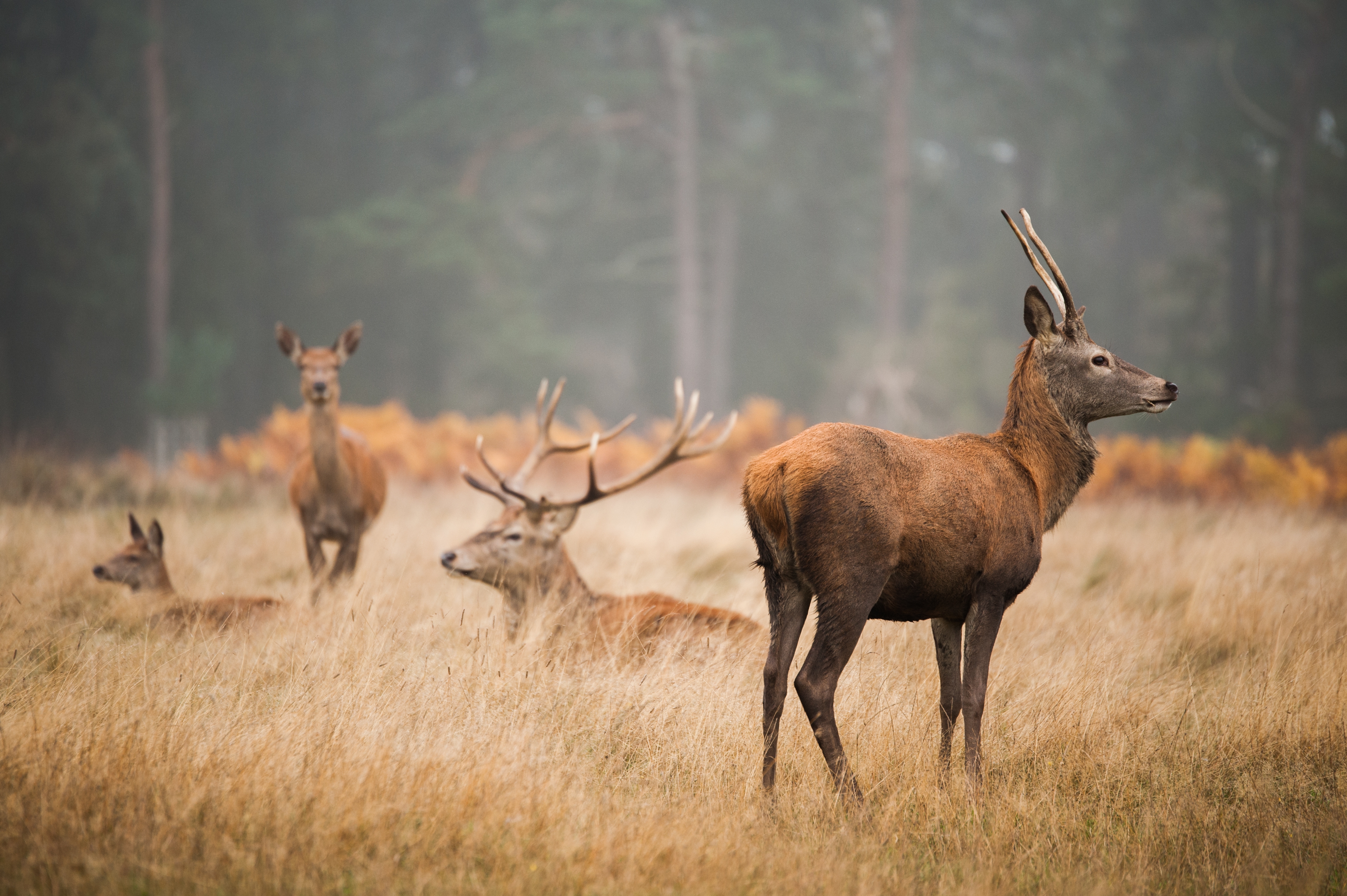 Beautiful-deer-relaxing-valley-foggy-day
