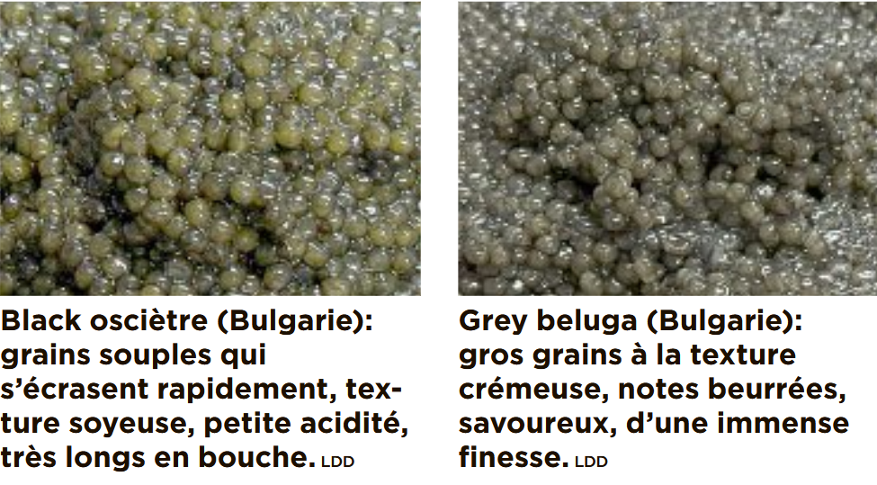 Caviar-3