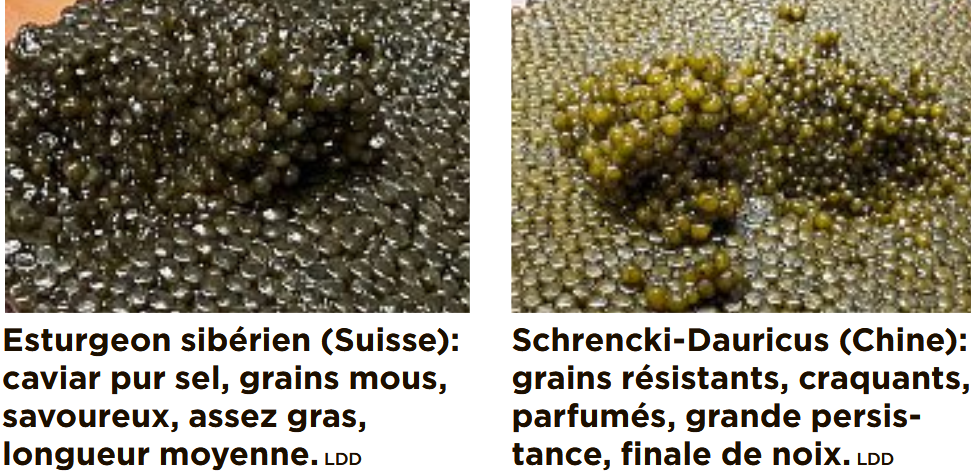 Caviar-1