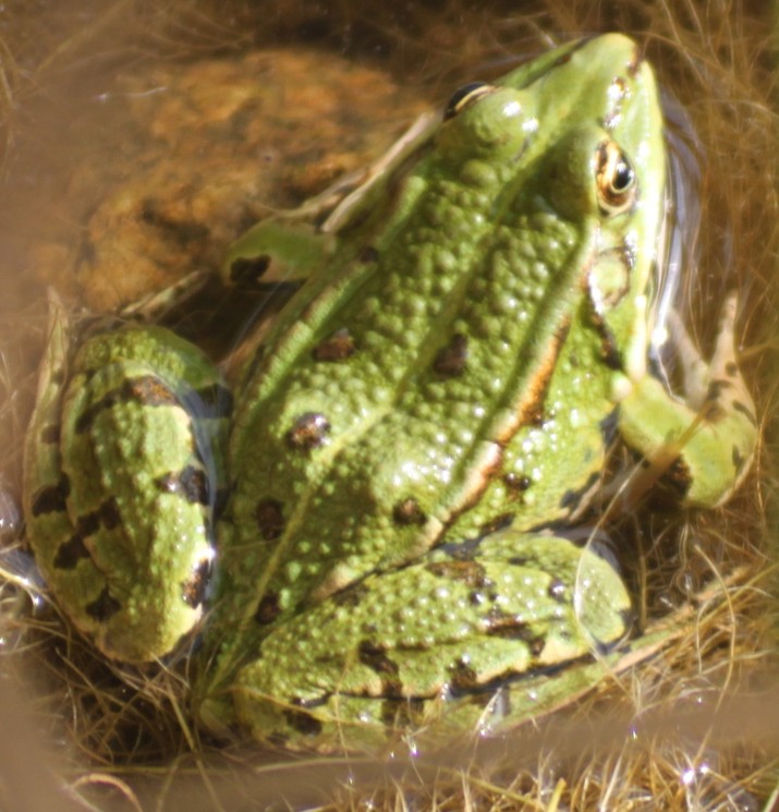 Grenouille-verte-cheylade