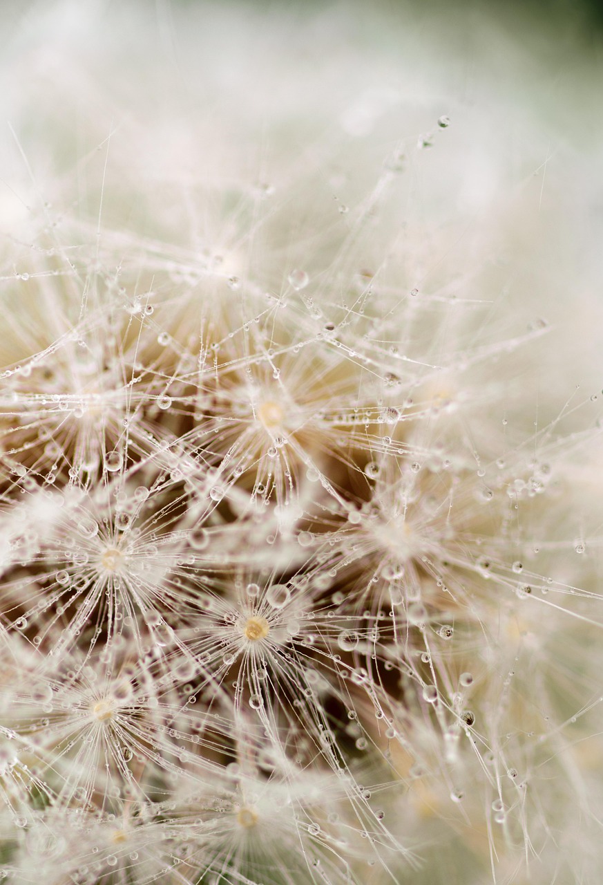 Dandelion-2432381 1280