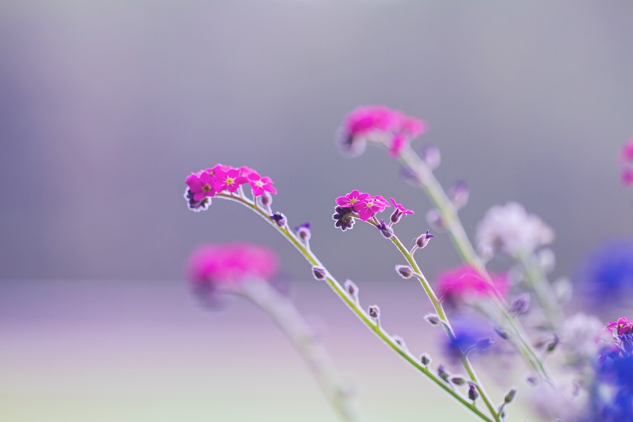 Forget-me-not-4151689 1280