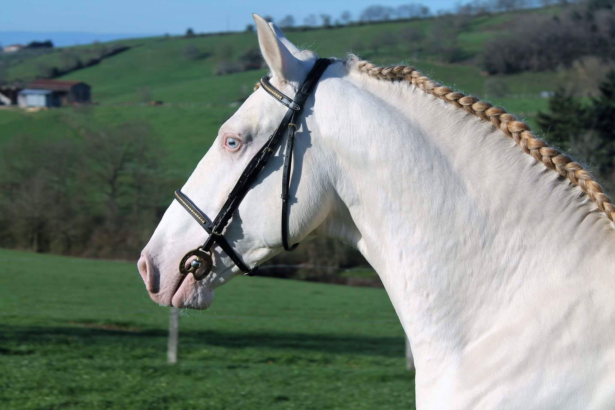 Cheval