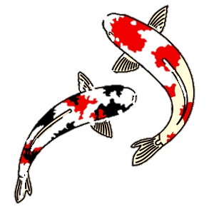 Koi