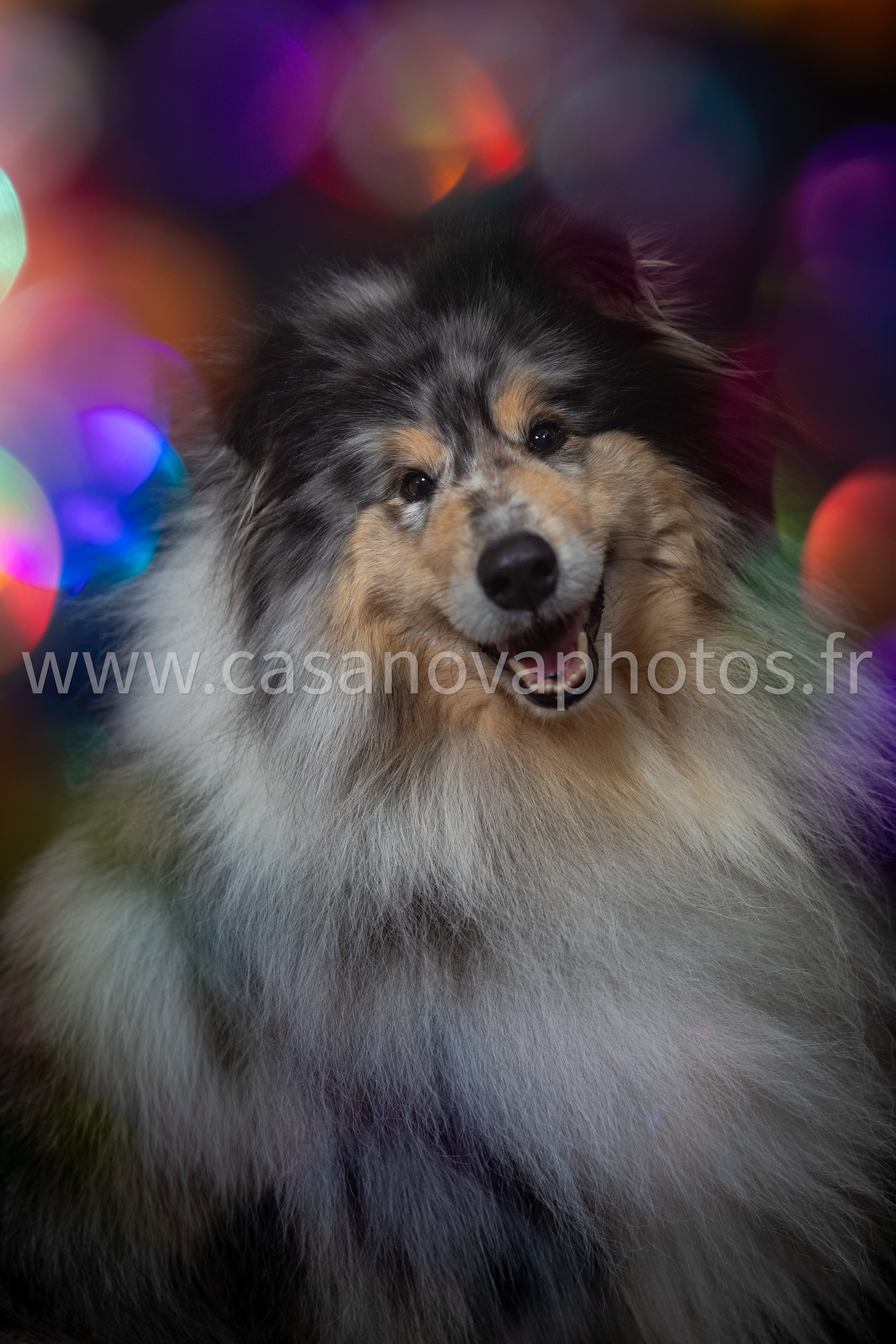 4z1a2014filigrane