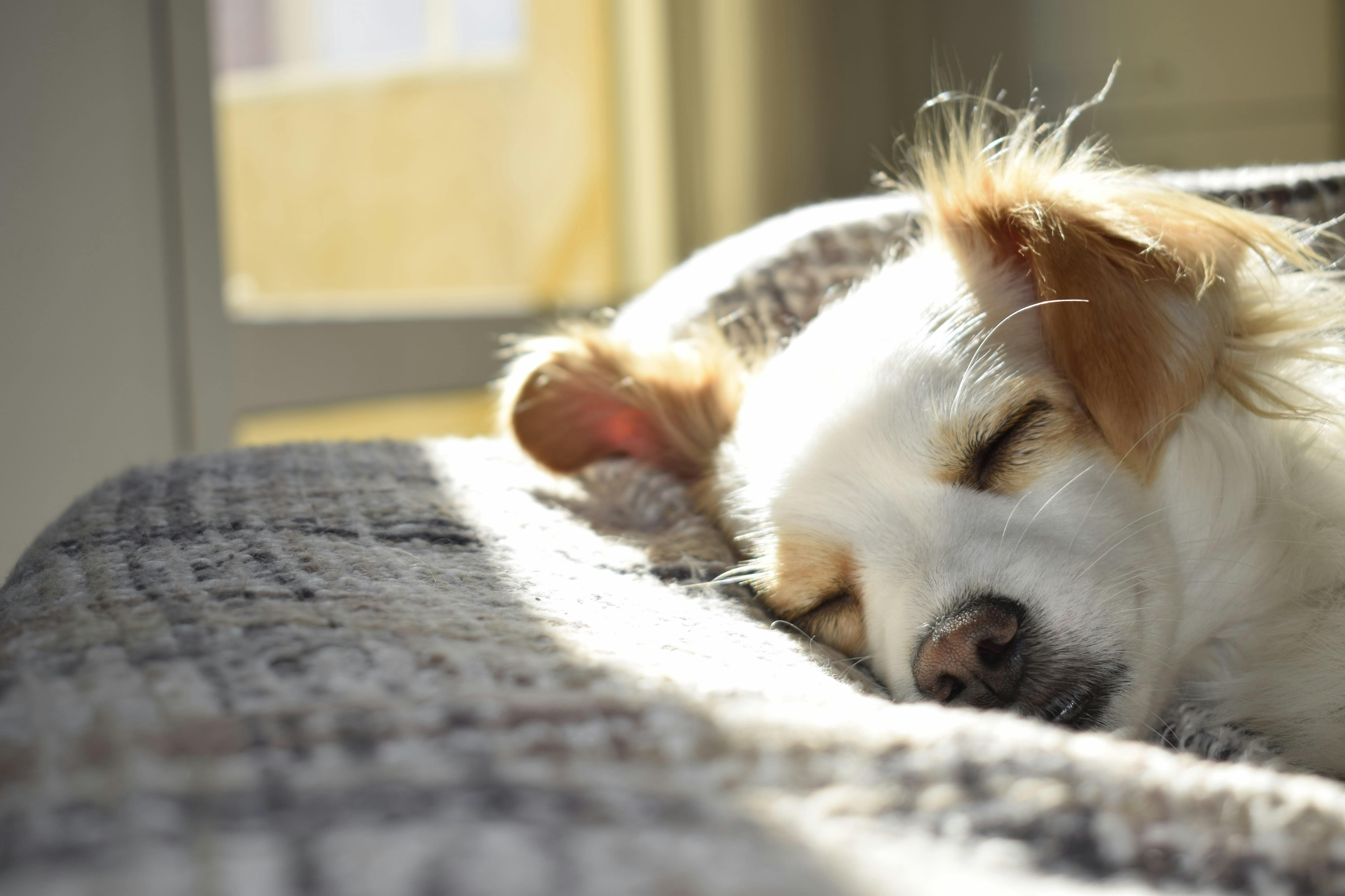 bilan comportemental chien nantes