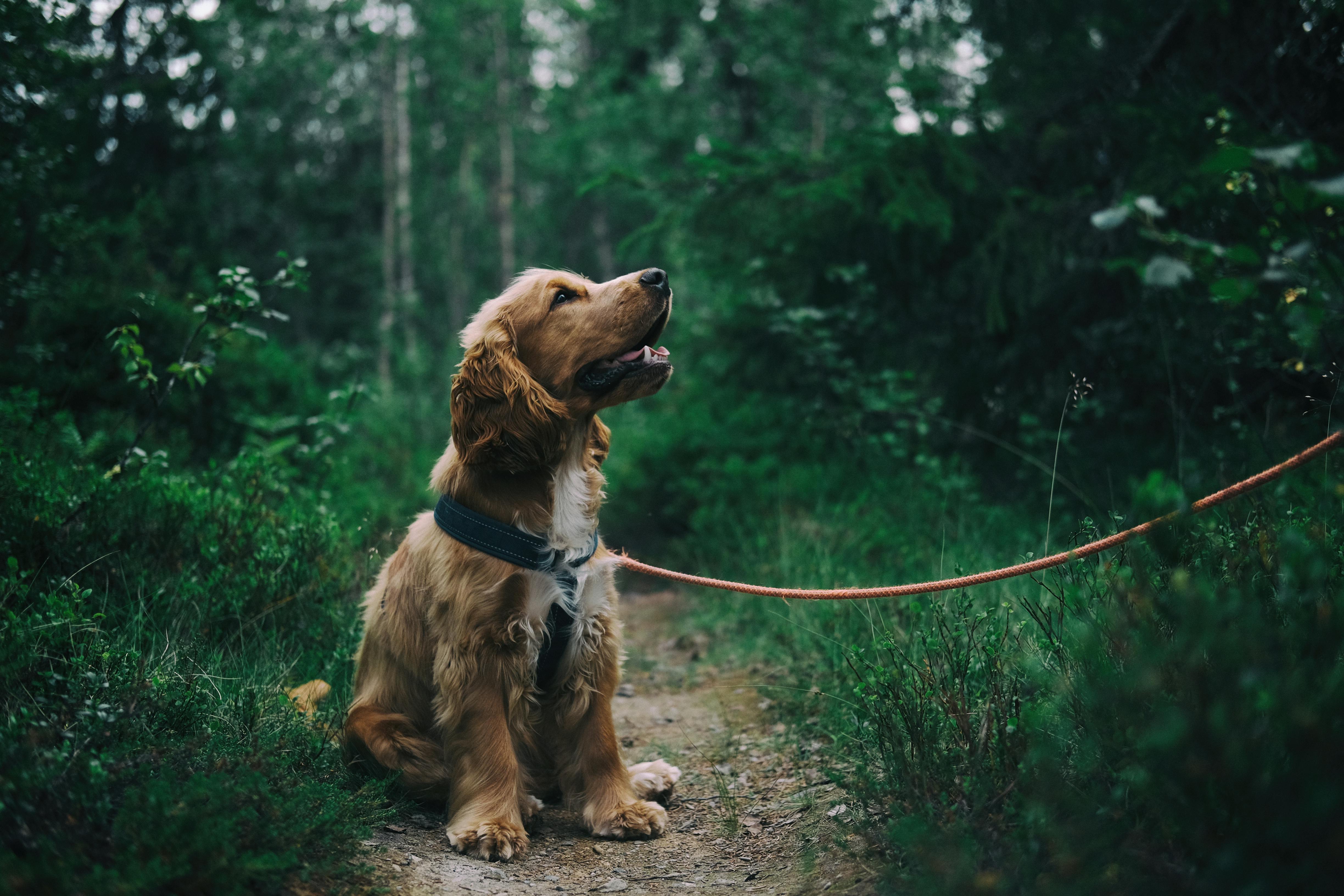 quand faire bilan comportemental chien