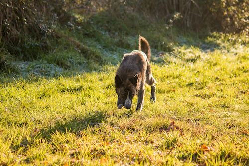 comportementaliste spécialisée réactivité chien