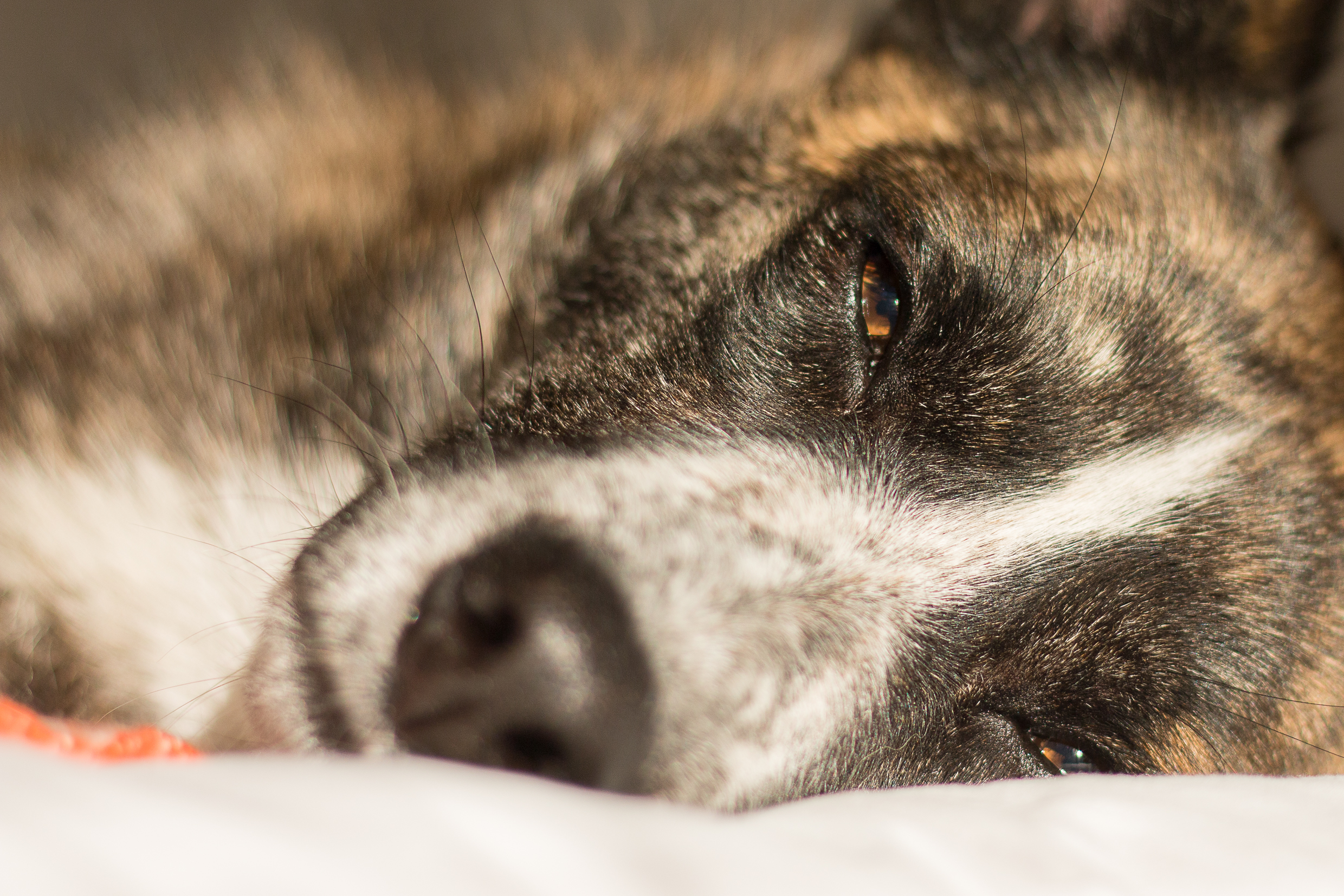 bilan comportemental canin