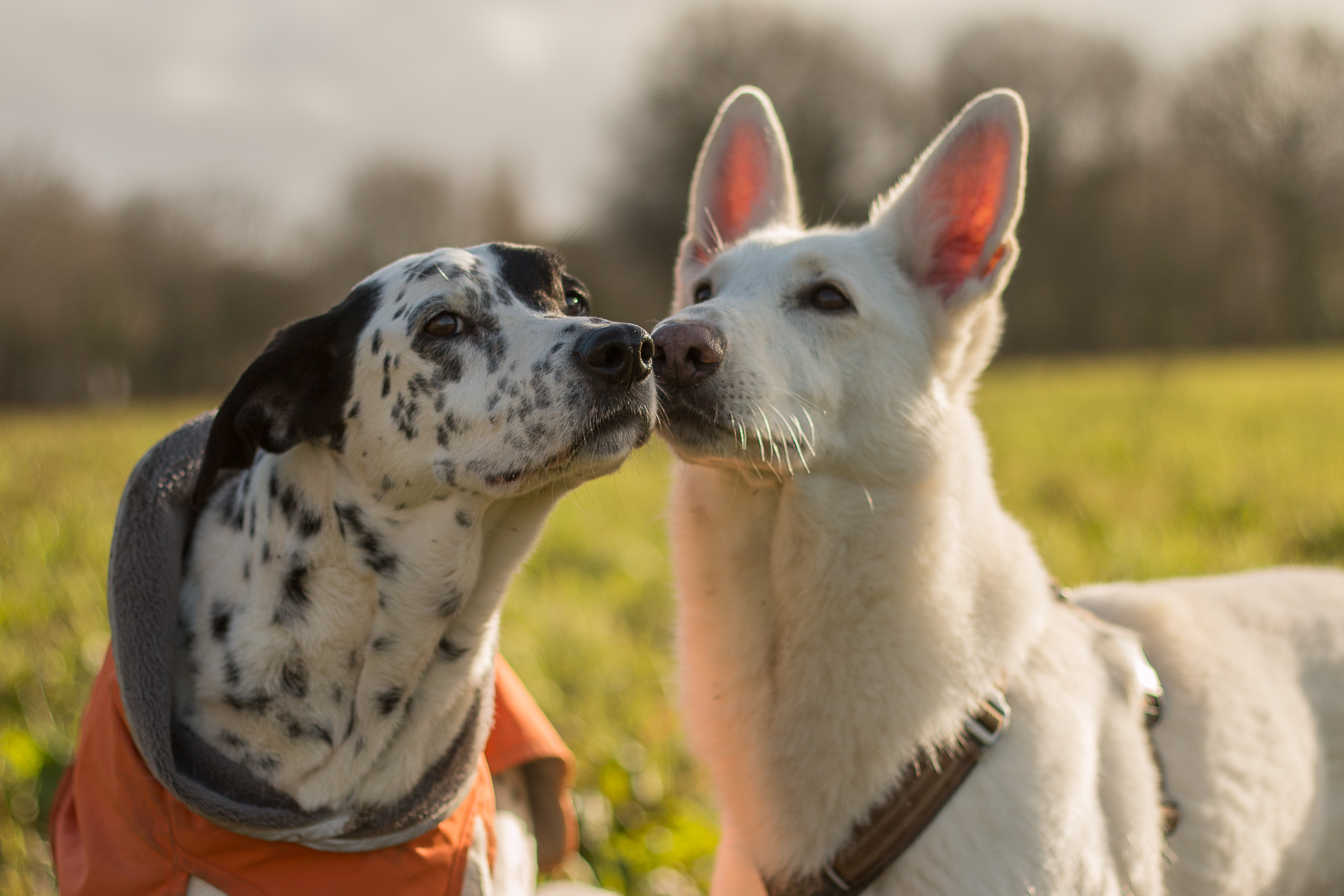 bilan comportemental chien intérêt