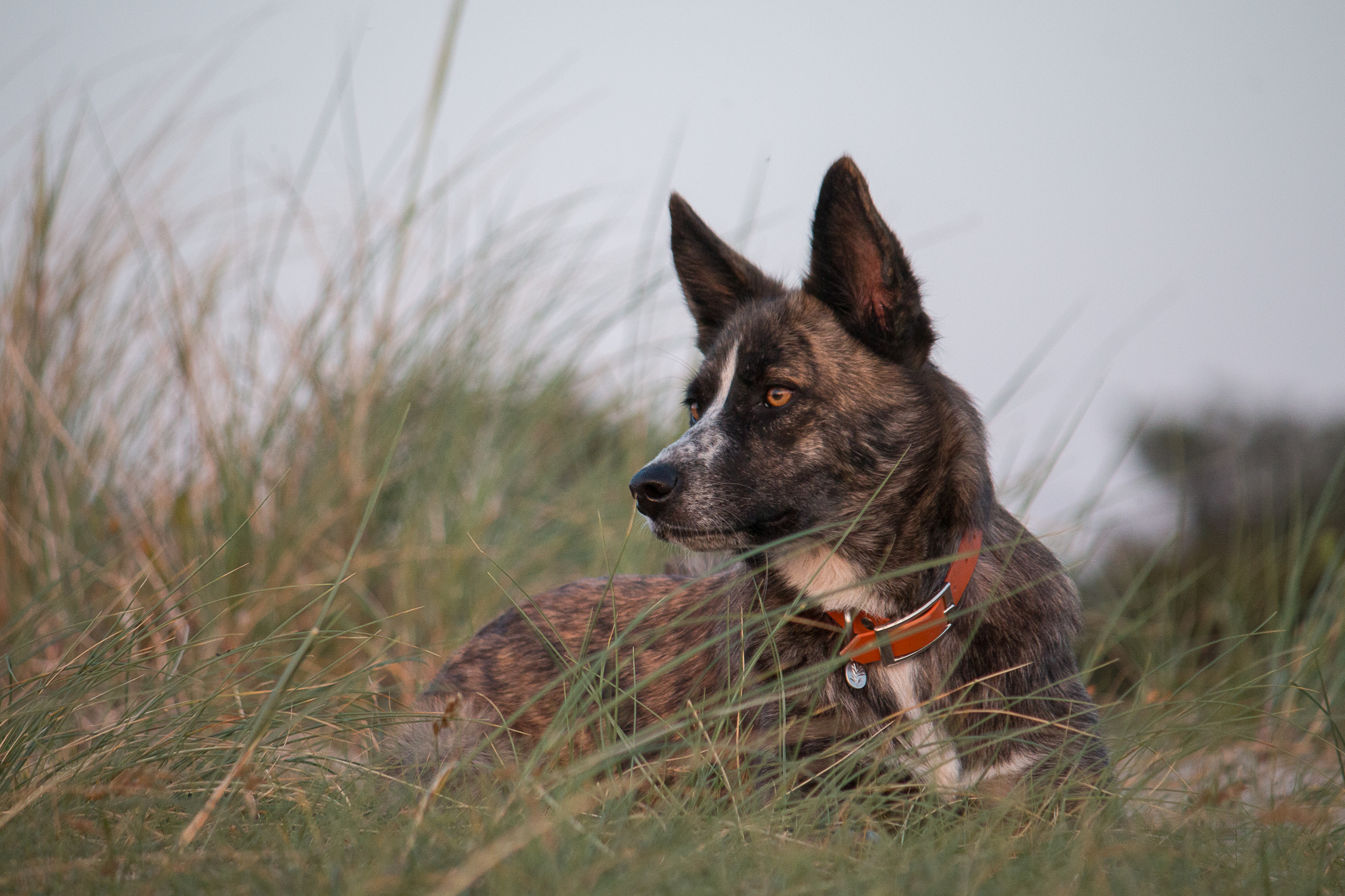qui propose bilan comportemental chien