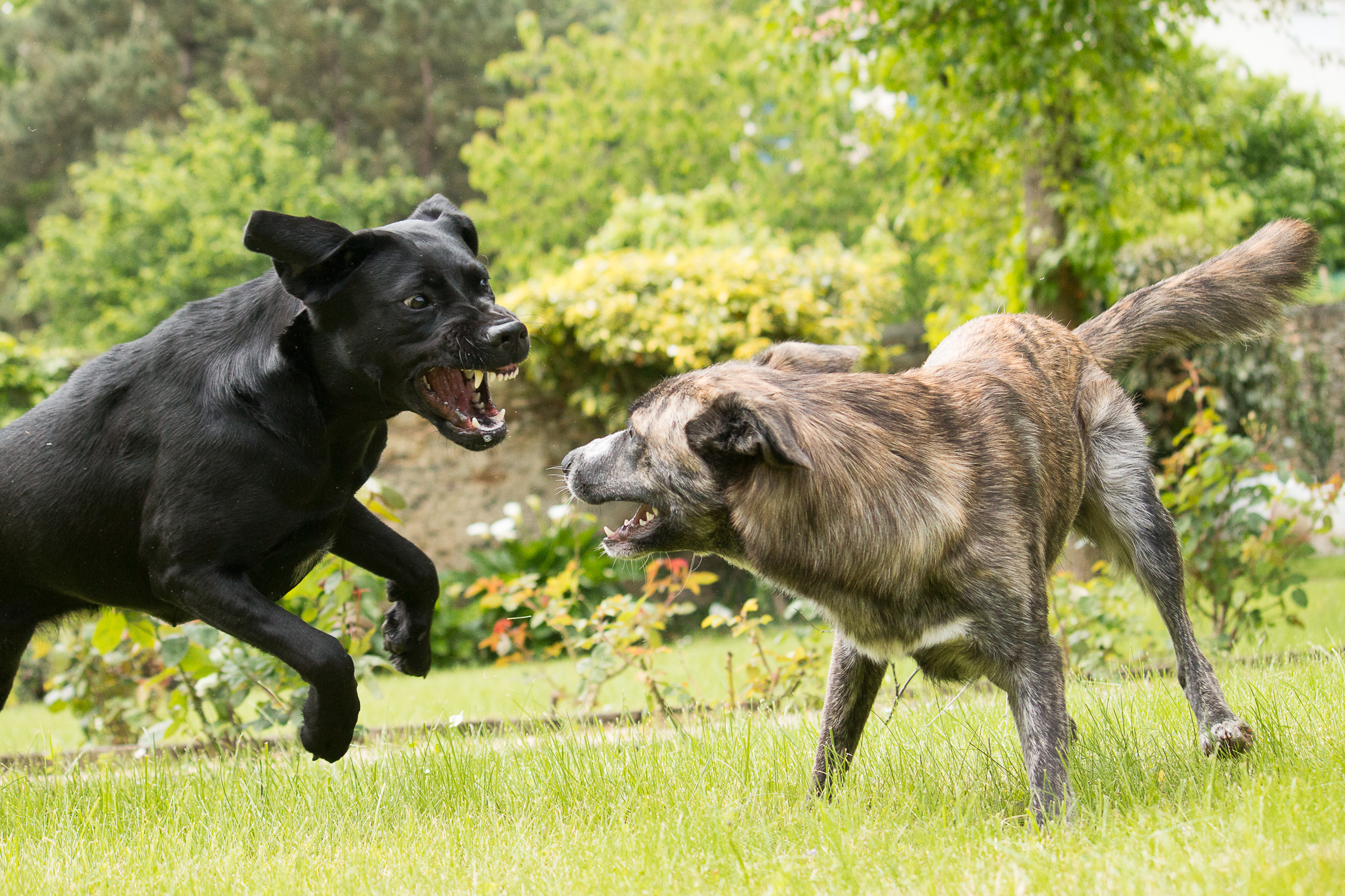 bilan comportemental chien